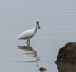 Black-faced Spoonbill in waterland