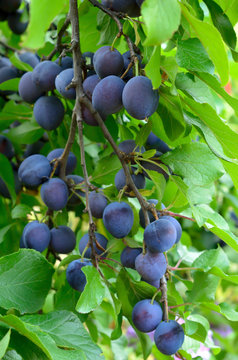 Ripe plums on the branch