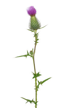 Onopordum acanthium (cotton thistle, Scotch thistle) flower