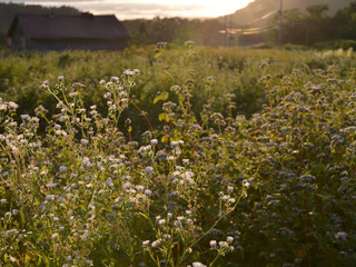 蕎麦の花