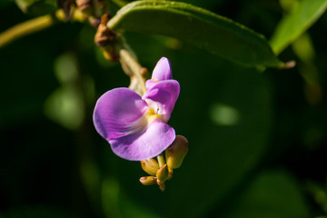 Fototapeta premium Native Bloom