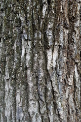 Texture of dry rugged tree bark surface