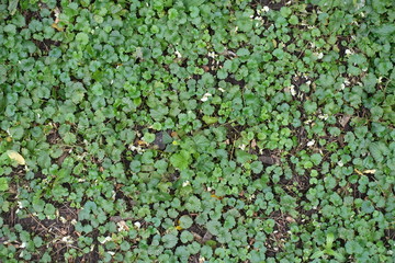 Creeping charlie leaves covering the ground (from above)
