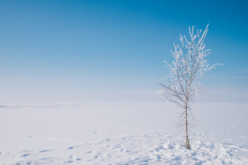 Fototapeta na wymiar One snowy tree on the right and footprints on snow around the tree. A tree under blue sky in the middle of frozen lake Baikal covering with snow. Footprints are all around the tree.