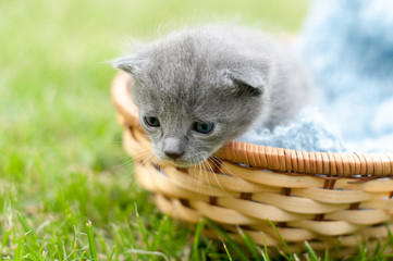 Grey kitten in a basket