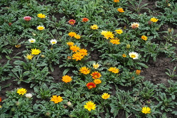 Orange, yellow, red, white and pink flowers of gazania