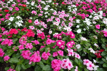 Many bright multicolored flowers of Catharanthus roseus