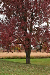 Naklejka premium red in autumn