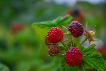A young, immature blackberry in the evening