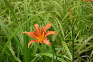 Orange flower and buds of tiger daylily