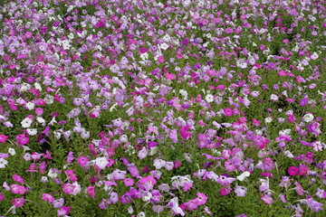 Colorful flowers of petunias in the garden