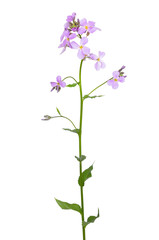 Naklejka na ściany i meble Dame's Rocket (Hesperis matronalis) flower