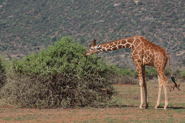 Naklejka na ściany i meble Giraffe in Afrika