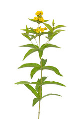 Lysimachia vulgaris flower