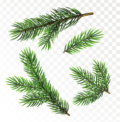 Fir tree branches isolated on white background - 181792593
