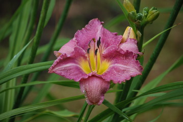 Lilac flower of the daylily with water droplets