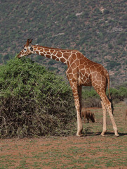 Giraffe in Afrika