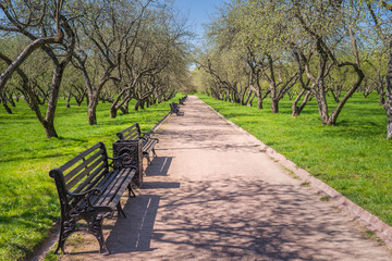 Benches on a path with bright green grass and cherry blossom trees line along the path. The road is go straight far beyond eyesight. Nobody in the park but good for picnic/ relax during early spring