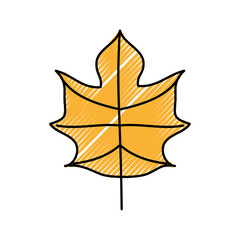 autumn leaf season natural foliage flora vector illustration