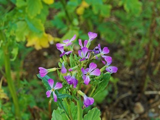 Violet flower blooms in autumn in Lower Austria