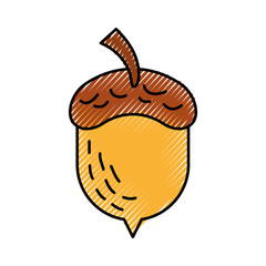 acorn oak nut tree fruit forest on the white background vector illustration