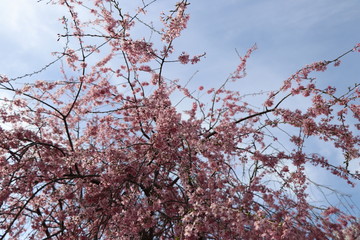 桜