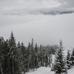 Snow covered evergreen trees on mountain, Whistler, British Columbia, Canada