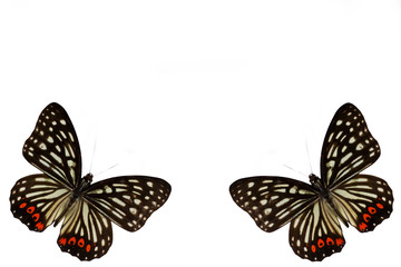 Spot White Butterfly (Hubei). Beautiful butterfly on a white background. Card. Isolated on white with plenty of room for your text.