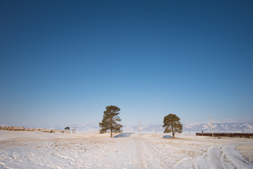 a couple of trees in a snowy land under bright blue clear sky. View of mountains range is on the horizon. 2 trees with a walkway in the middle between both trees. Tree on the olkhon island, baikal. 