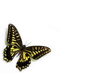 Black and yellow butterfly on a white background. Remote Mountains Princess (Shennongjia). Card. Isolated on white with plenty of room for your text.