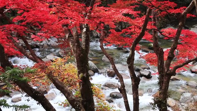 夏井川渓谷の紅葉（福島県・いわき市）動画