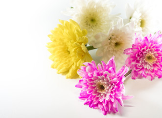 Chrysanthemum pink yellow and white in the flower bouquet