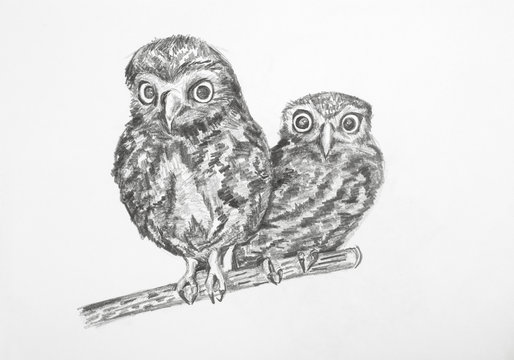 Pencil drawing. Owls