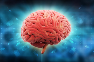 3d rendered  brain in colour background