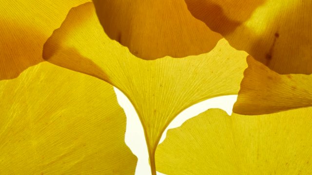 Wave ginkgo leaf on a white light background