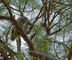 Great Horned Owl
