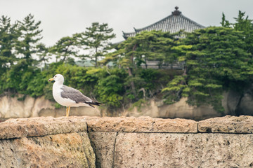 An angry seagull or a gull standing on a stone wall with a temple and trees on the background. The stones on the wall have many pores and old. The old temple in Japan is very sacred and relaxing. 