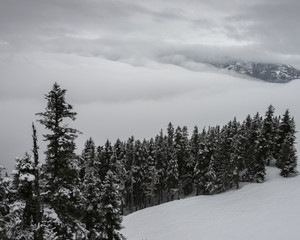 Snow covered trees on mountain, Whistler, British Columbia, Canada