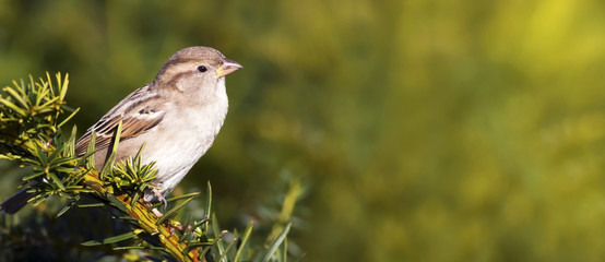 Young sparrow bird sitting on a branch - web banner with copy space