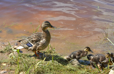 wild duck with ducklings, waterfowl, beautiful summer landscape