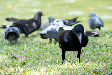 giant crow, raven