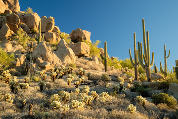 Sonoran Desert Landscape - Arizona