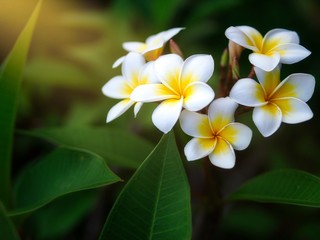 Obraz na płótnie Canvas Frangipani flowers with sun ray