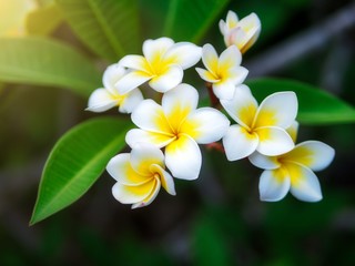 Fototapeta na wymiar Frangipani flowers with sun ray