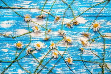     A lot of Chamomile lie on a blue wooden background 