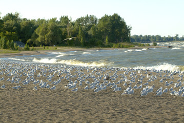 Lexington Michigan Lake Huron Beach with seagulls 1
