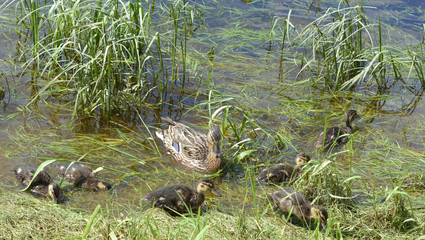 wild duck with ducklings, waterfowl, beautiful summer landscape