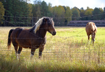 Naklejka na ściany i meble Two horses behind a fence