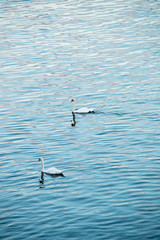 Two Swans