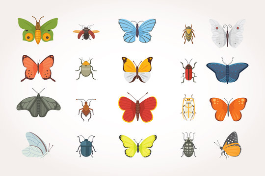 Set of different insects in cartoon style. Butterfly and beetle collection.